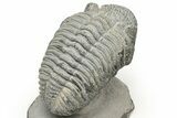 Drotops Trilobite With White Patina - Mrakib, Morocco #235809-4